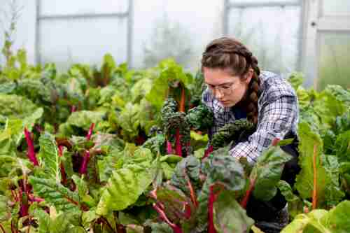 A student in a plaid shirt kneels in a bed full of colorful red and yellow stemmed swiss chard with lush green leaves. The walls of the interior of the hoop house in the background. 